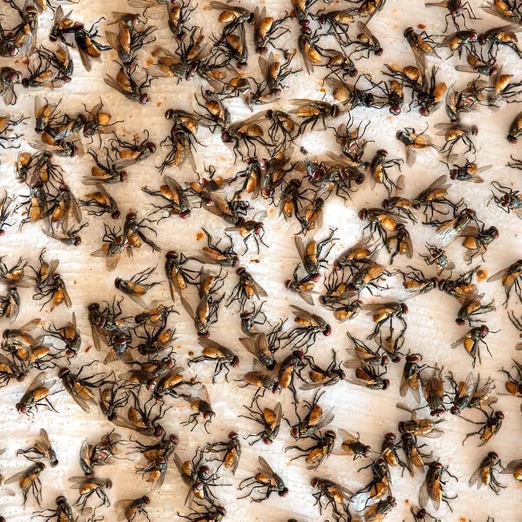 HASTHIP 20Pcs Fly Trap Kit for Insects, Whiteflies, Aphids, Leaf Minor, Ultra sticker Trap for Indoor, Greenhouse, Dining Room, Pesticide Free Fly Sticky Trap(26 x 19 cm) HASTHIP 20Pcs Fly Trap Kit for Insects, Whiteflies, Aphids, Leaf Minor, Ultra sticker Trap for Indoor, Greenhouse, Dining Room, Pesticide Free Fly Sticky Trap(26 x 19 cm)
